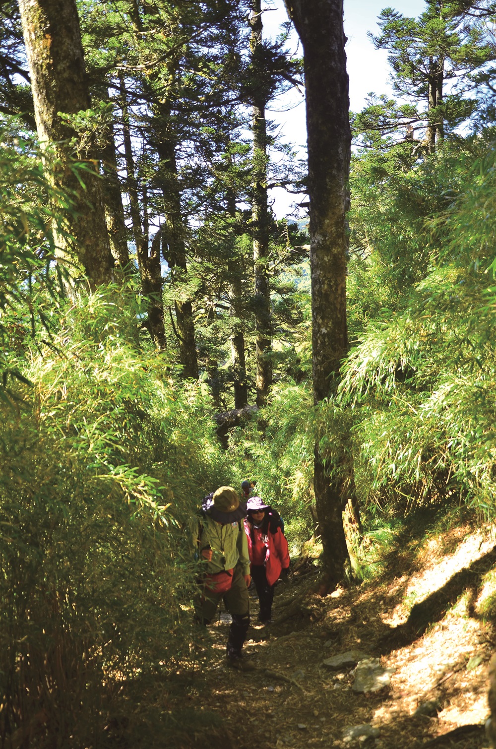 Taiwan White Fir forest at Xiaoqilai Trail / Provided by Taroko National Park Headquarters