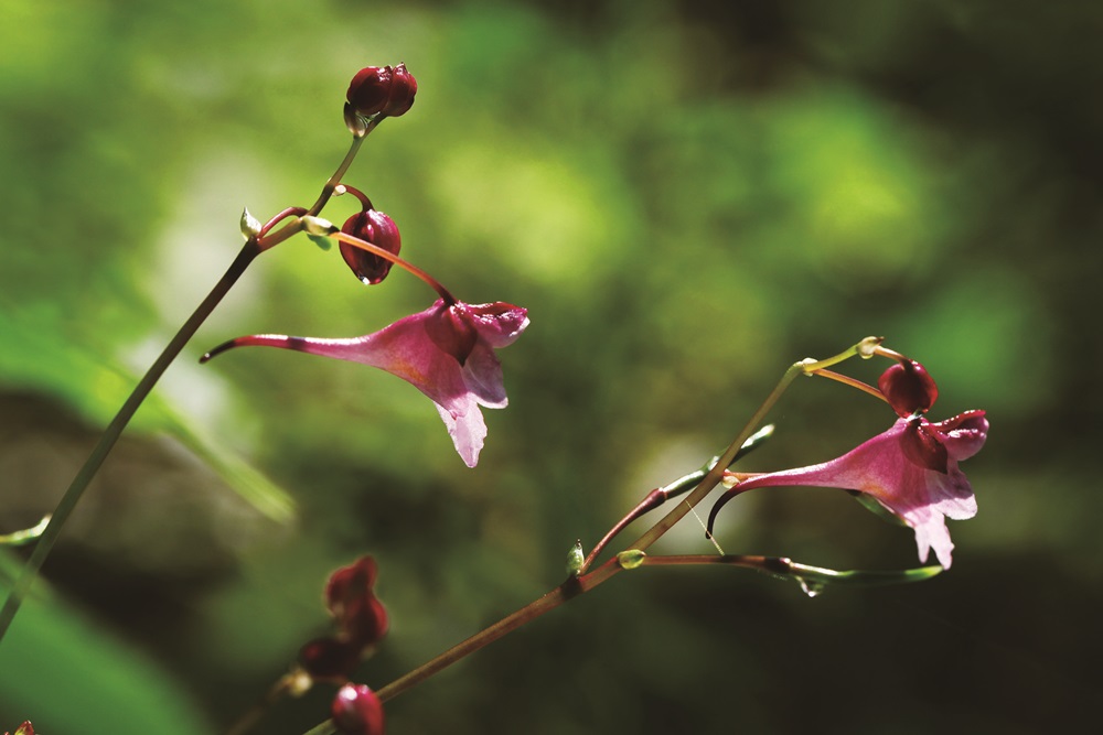 Impatiens devolii, an endemic species to Taiwan / Photo by Pan
Chen-Chang