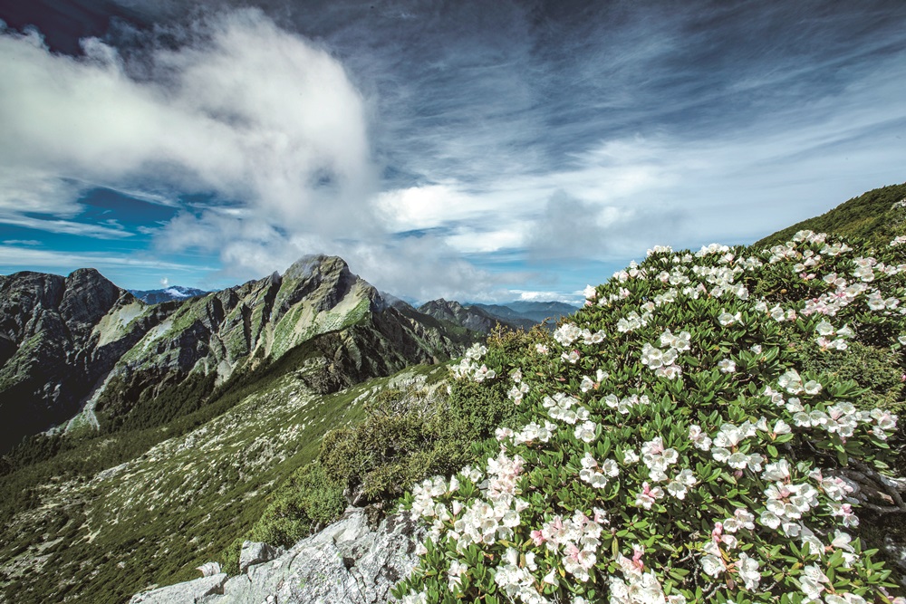 Yushan rhododendron / Photo by Fang You-Shui