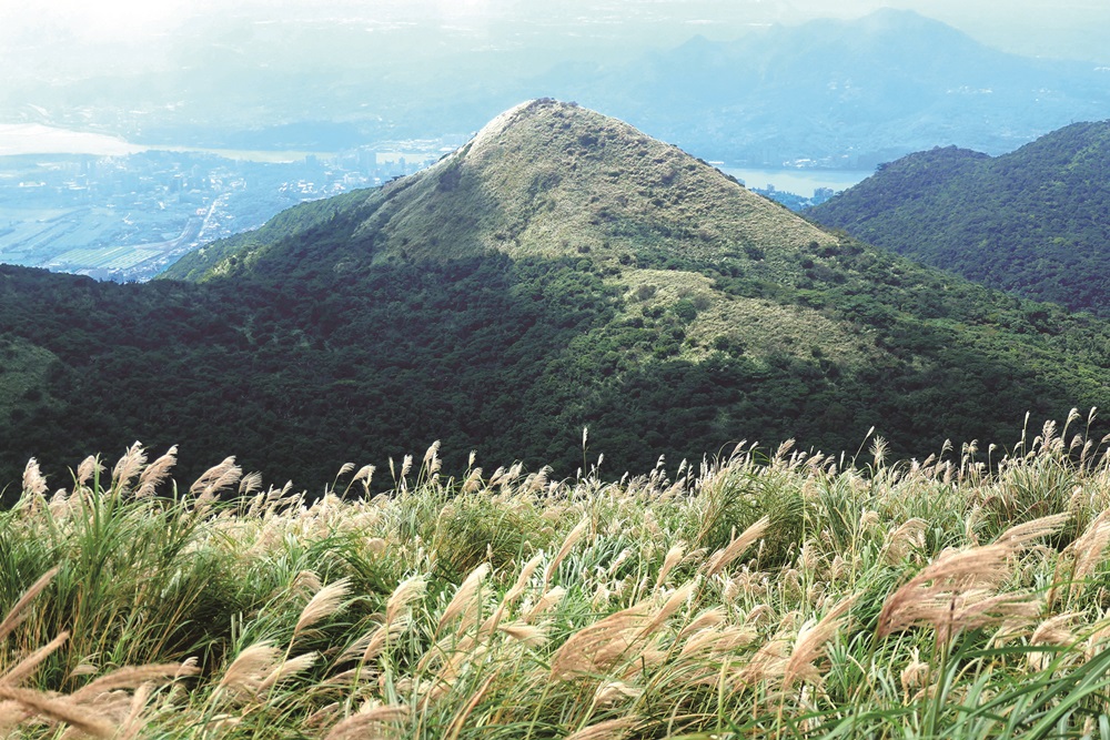 The area’s dominant species Miscanthus sinensis has a short growth period /
Provided by Su Meng-Huai