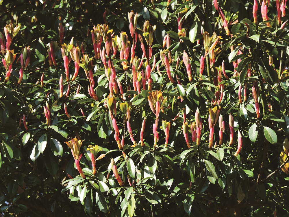 Broadleaf forest lauracae plants in Yangmingshan National Park – Red Nanmu / Provided by Su Meng-Huai