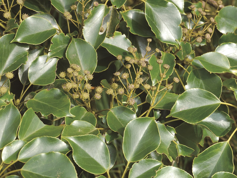 Bird-limetrees / Provided by Su Meng-Huai