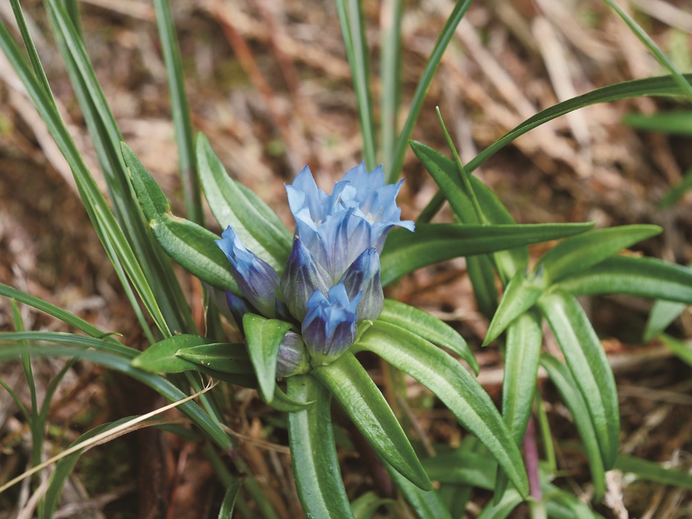 Formosan Gentian / Provided by Su Meng-Huai