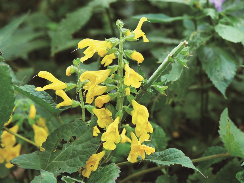 Yellowflower sage blooming in autumn / Provided by Su Meng-Huai