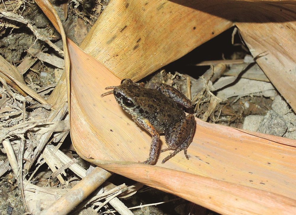 ｜趴在枯葉上的史丹吉氏小雨蛙／自管處 提供