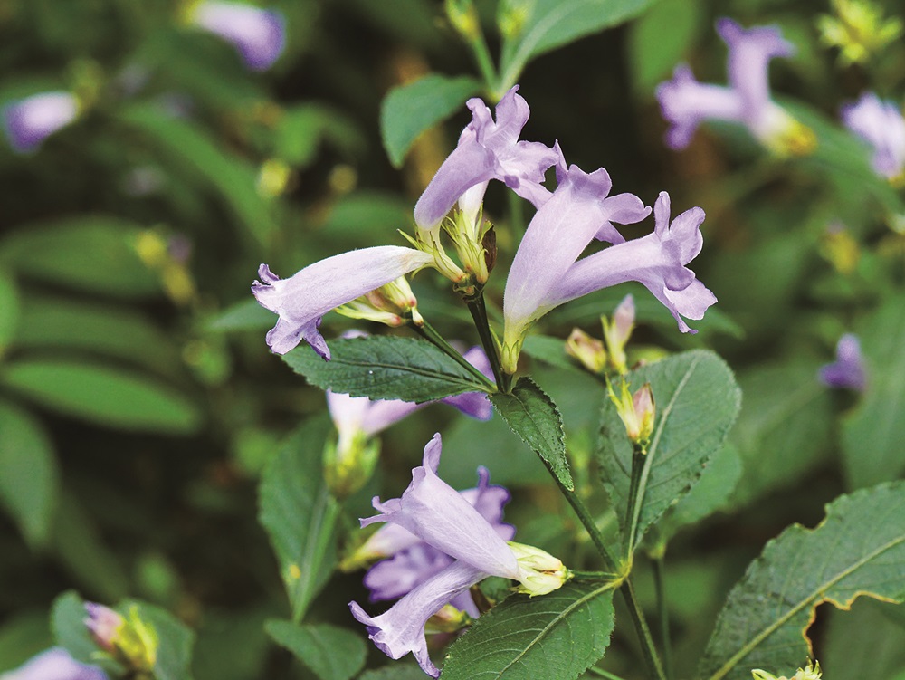 Strobilanthes formosanus blooming on Yangmingshan / Provided by Su Meng-Huai