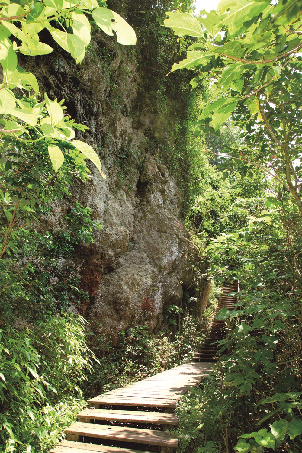｜壽山步道沿途植群／自管處 提供