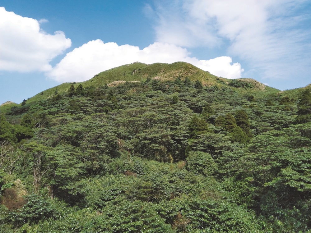 Trochodendron aralioides / Photo by Chen Hung-Hao