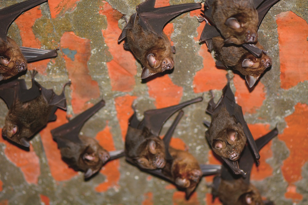｜懸吊中的臺灣小蹄鼻蝠／自管處 提供