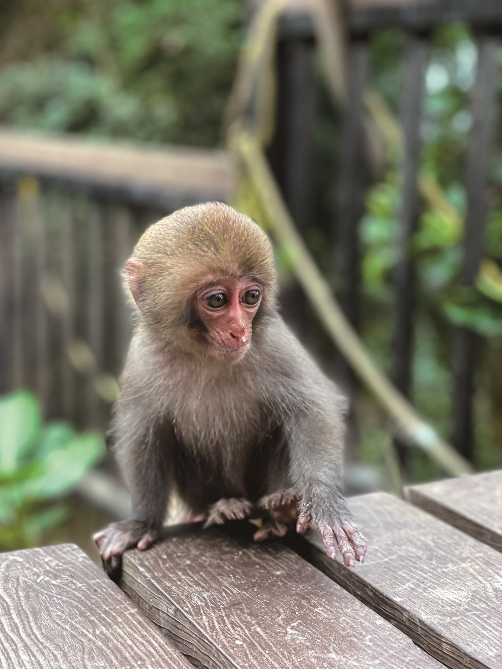 ｜一臉萌樣的小獼猴／旅行老施 攝