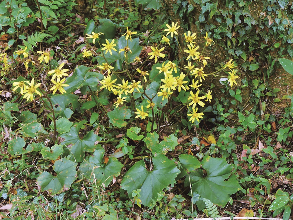 Farfugium japonicum var. formosanum / Provided by Su Meng-Huai