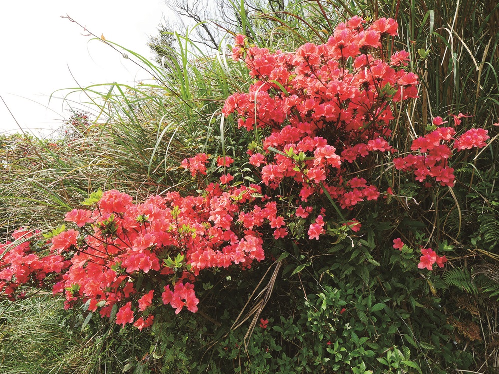Crimson rhododendron longiperulatum are an endemic species to
these parts / Provided by Su Meng-Huai