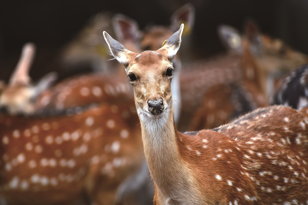 ｜梅花鹿的名稱，來自於它背上遍布的白色梅花斑點／墾管處 提供