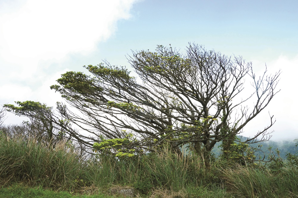 The branches of Birdlime-trees extend towards the heavens /
Photo by Zhang Ya-Wen