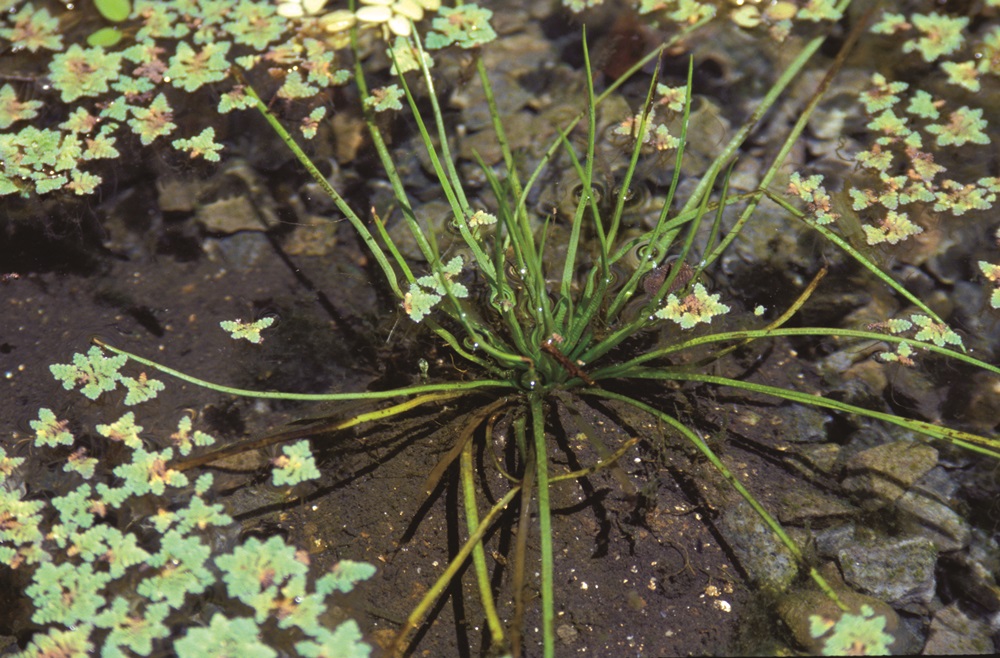 The amazing Taiwan quillwort can only be found at Meng
Huan Lake, Yangmingshan / Photo by Lu Bi-Feng