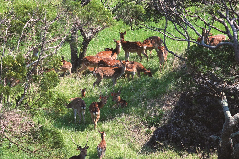 ｜一度面臨絕跡的梅花鹿，因復育計畫而能建立自己的族群／墾管處 提供