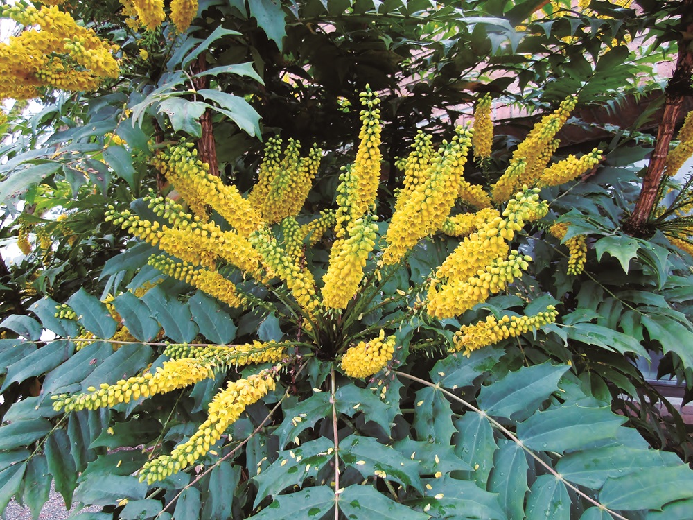 Mahonia suffer from overcollection and more people are needed to aid in its conservation / Provided by ImageDJ