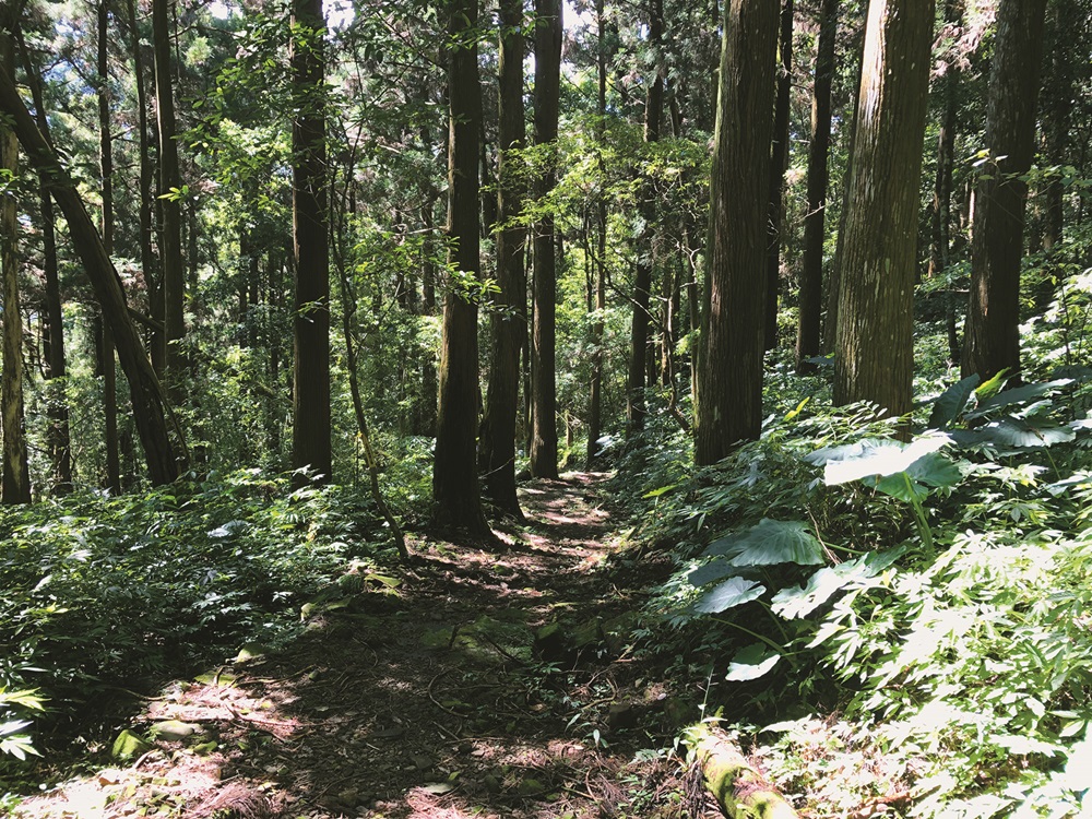 The global pandemic has popularized domestic mountains
and forests as vacation spots / Provided by Spence Ou