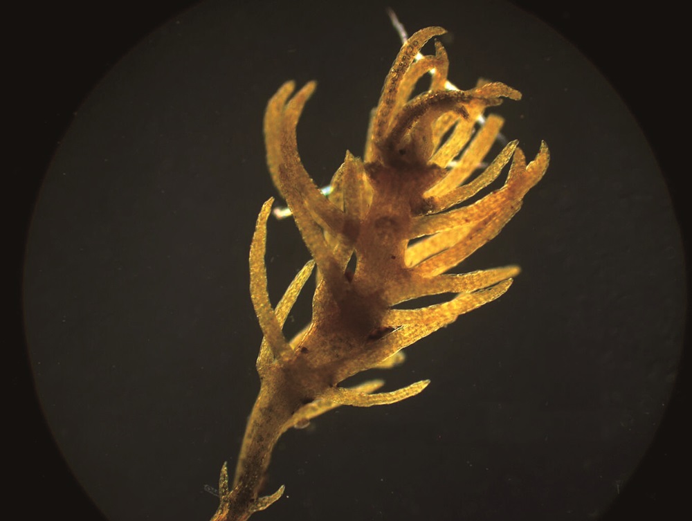 ｜顯微鏡底下的高木苔宛若藻類／姚奎宇 攝