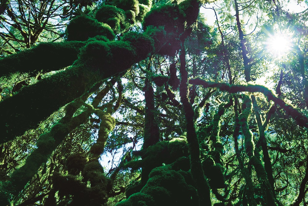 ｜被苔蘚、附生植物覆蓋的樹木／張智銘 攝