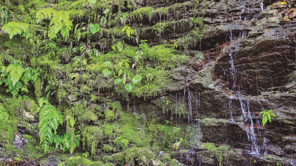 ｜玉山八通關古道上的苔蘚／旅行老施 攝