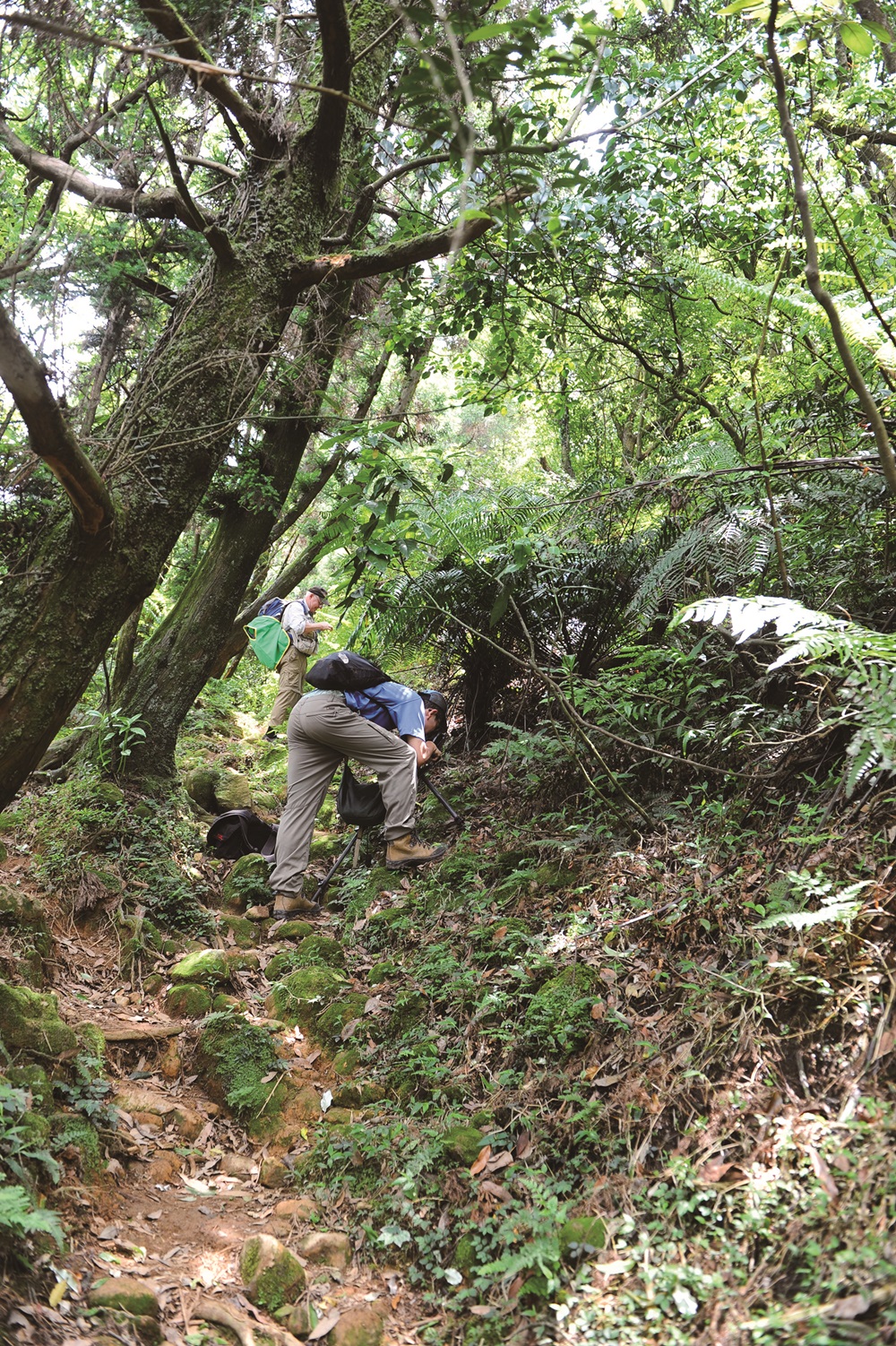 ｜苔蘚植物調查／朱恩良 攝