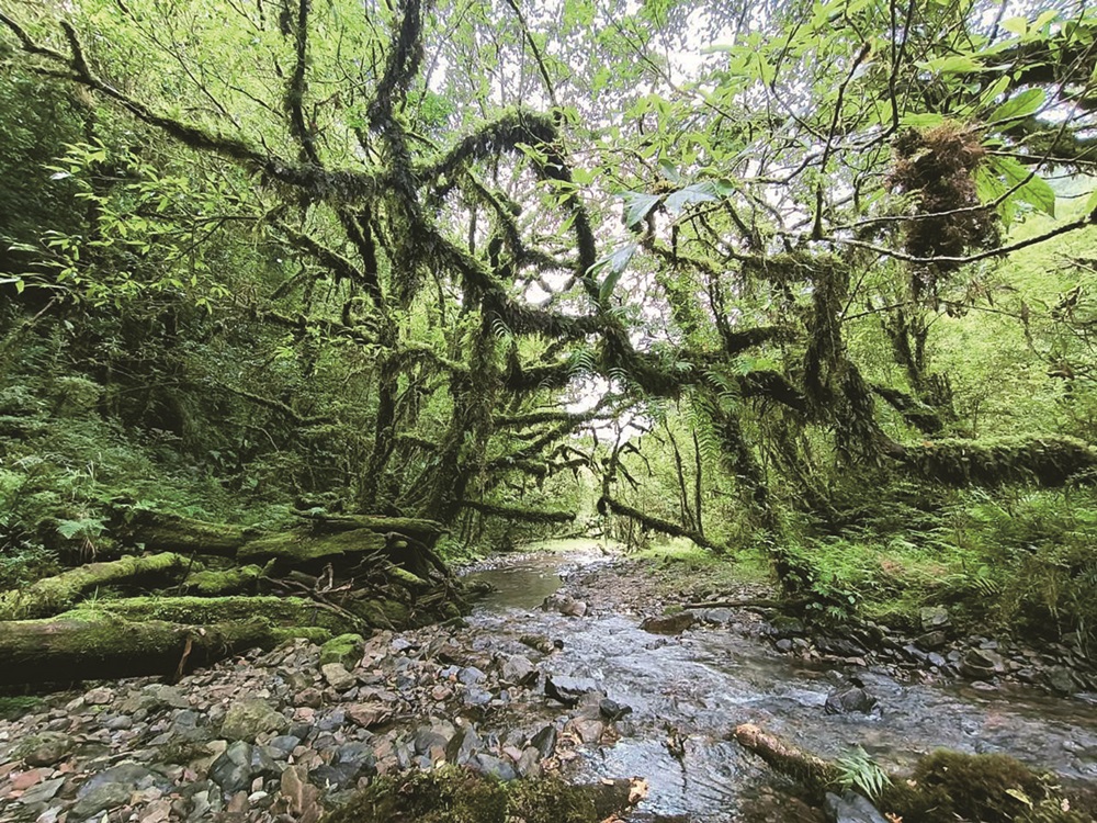 ｜各式各樣的苔蘚趴在溪流旁的石頭、懶在土壤上，從樹木竄出，用不同姿態綻放在山林間／周政輝 提供，共七張照片