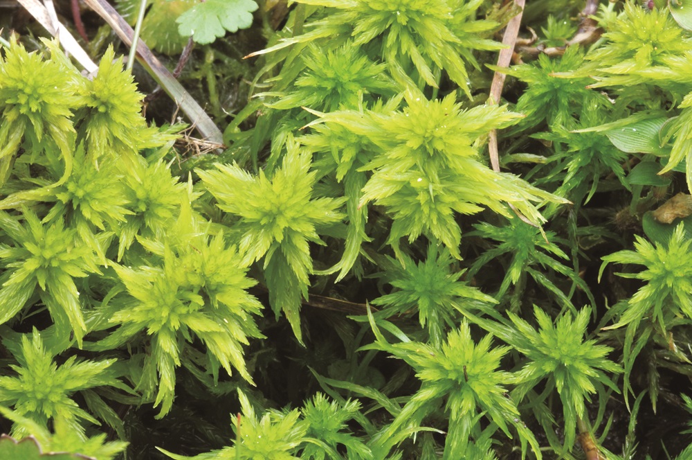 ｜暖地泥炭苔／姚奎宇 提供