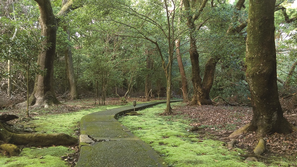 ｜陽明書屋旁的白髮苔／姚奎宇 提供