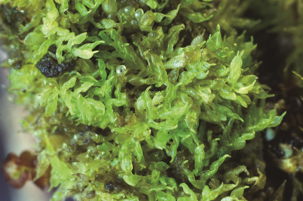 ｜僧帽管葉蘚／楊嘉棟 提供