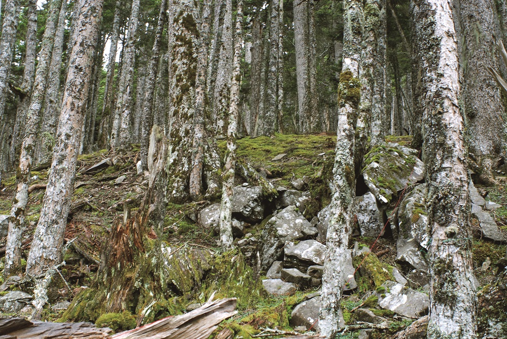 ｜雪山黑森林和苔蘚群落／姚奎宇 提供