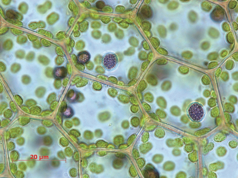 ｜銅綠護蒴蘚藍色油體／楊嘉棟 提供