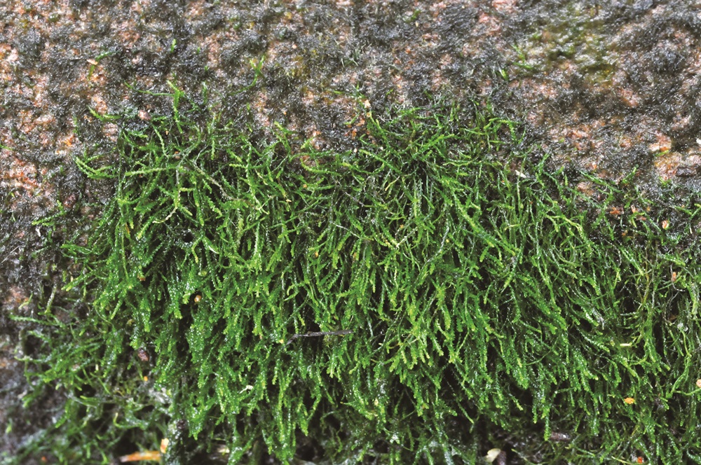 ｜被捲筒萼蘚／姚奎宇 提供