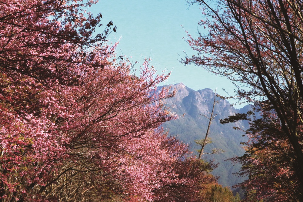 Blooming sakura near the Cijiawan River / Photo by Guo Feng-Jiao