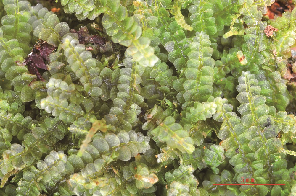 ｜日本護蒴蘚／楊嘉棟 提供