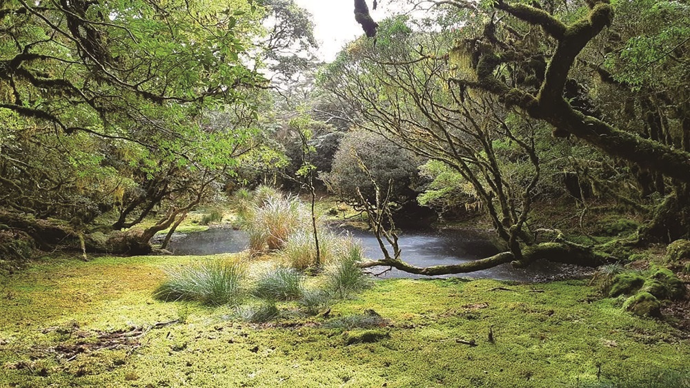 ｜苔蘚對於水分和養分的循環扮演著重要的角色／周政輝 提供