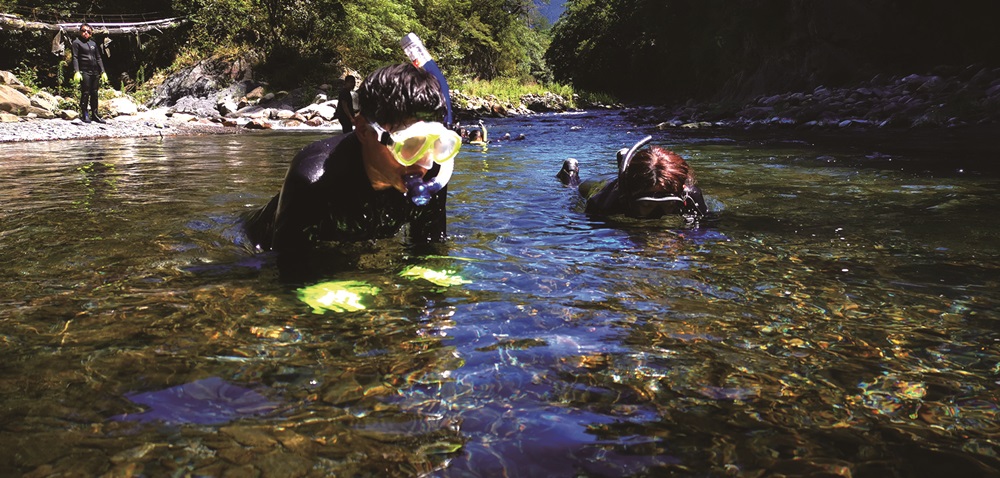 Observing salmon ecology by diving in the cold river /Photos provided by Shei-Pa National Park Headquarters