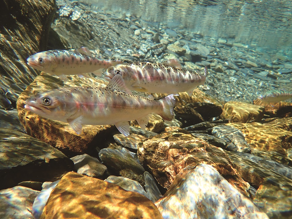 The Cijiawan River fish/Provided by Shei-Pa National Park Headquarters