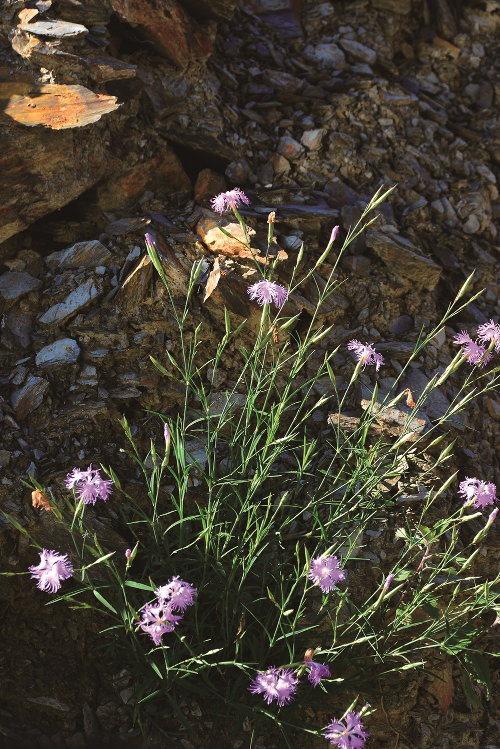 Dianthus pygmaeus Hayata / Photo by Zhang Zhi-Yi