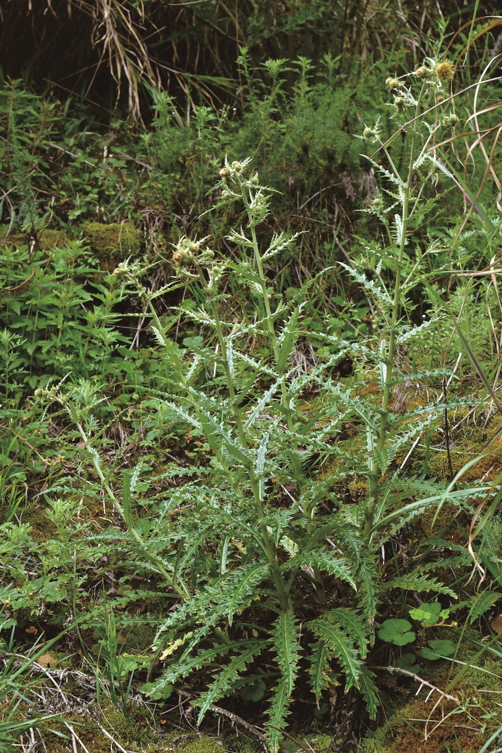 Discovery of Cirsium taiwanense is record of a new member in our world / Photo by Zhang Zhi-Yi,four pictures.