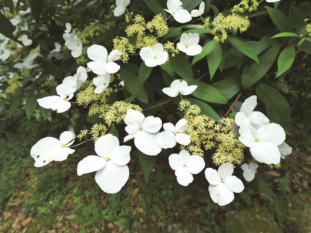 華八仙｜圖片由蘇夢淮提供
