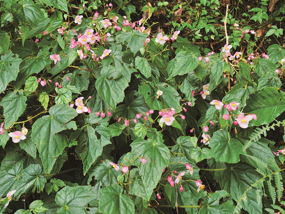 水鴨腳｜圖片由蘇夢淮提供