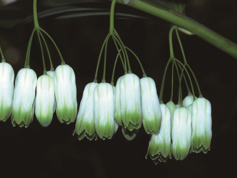 萎　蕤｜圖片由蘇夢淮提供