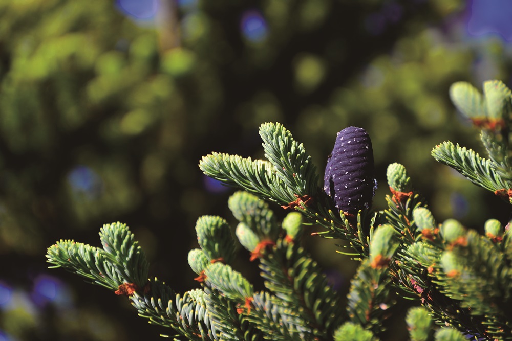 Taiwan white fir has colorful cones / Photo by Zhang Zhi-Yi