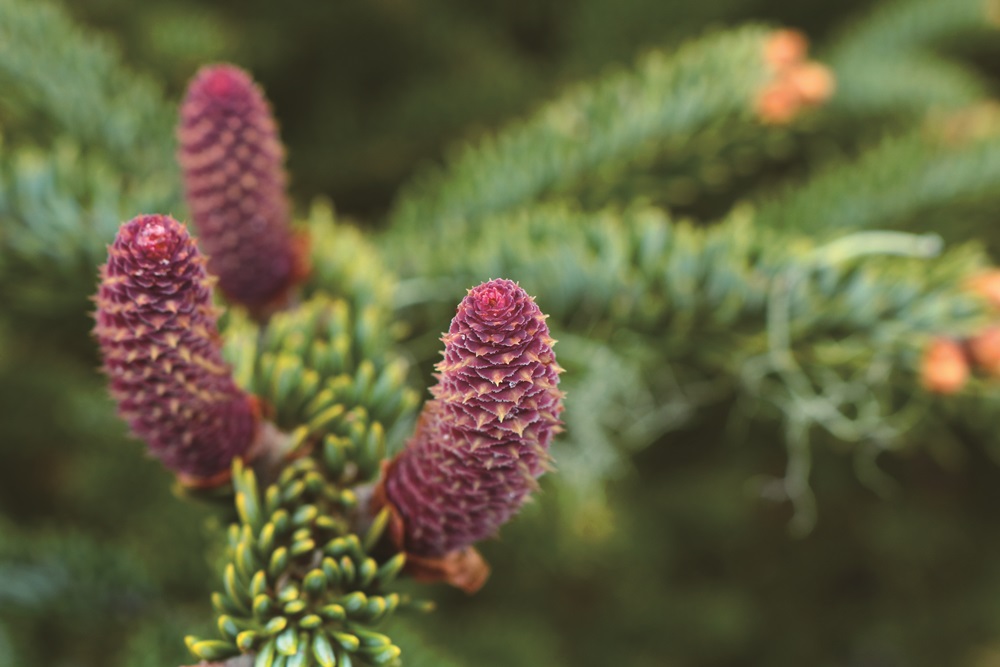 Female cone of the Taiwan white fir / Photo by Li Pei-Hua