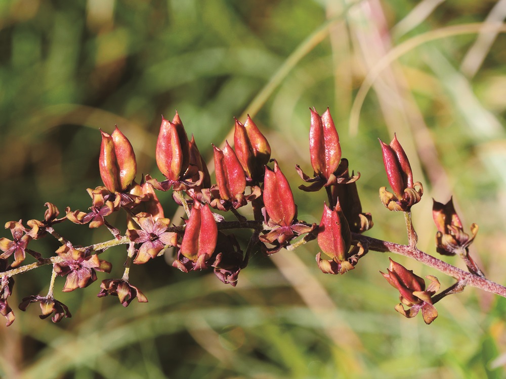 ｜臺灣藜蘆／蘇夢淮 提供