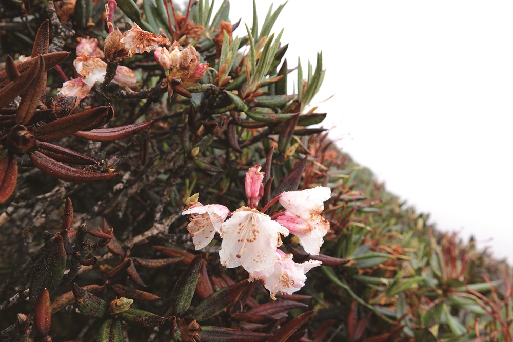 The yellow, wilting leaves of Yushan Rhododendron due to pests such as leaf beetles / Photo by Lin Ya-Qi