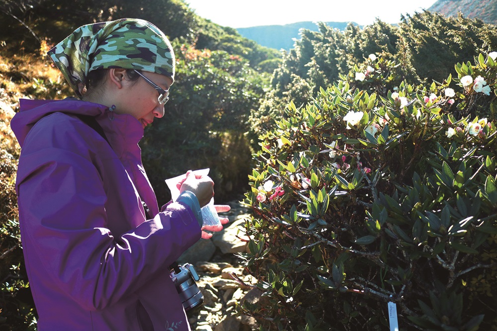 Monitoring of Yushan rhododendron / Photo by Li Pei-Hua