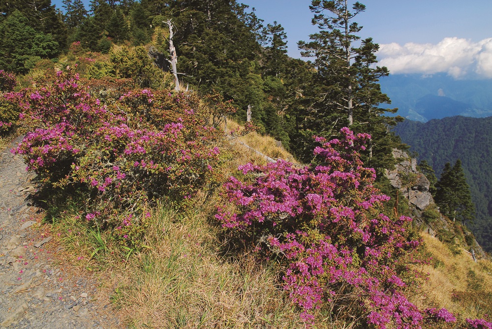 Taiwan rhododendron along East Xue Trail / Provided by Tseng Hsi-Yu