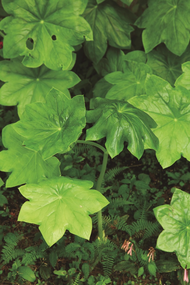 ｜在陽明山步道旁常見的八角蓮／陳應欽 攝